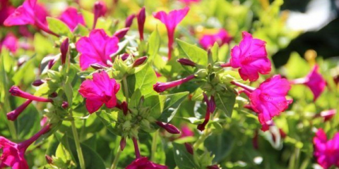 Noční květ mirabilis: vše, co potřebujete vědět o odrůdách, přistání a péči